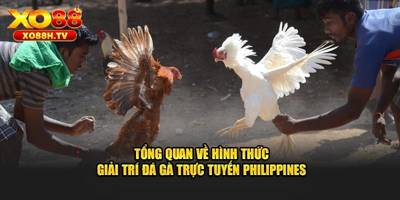 Chi Tiết Hướng Dẫn Chơi Đá Gà Cựa Dao Philipines Tại Xo88 1 Giới thiệu về hình thức đá gà cựa dao Philipines tại xo88